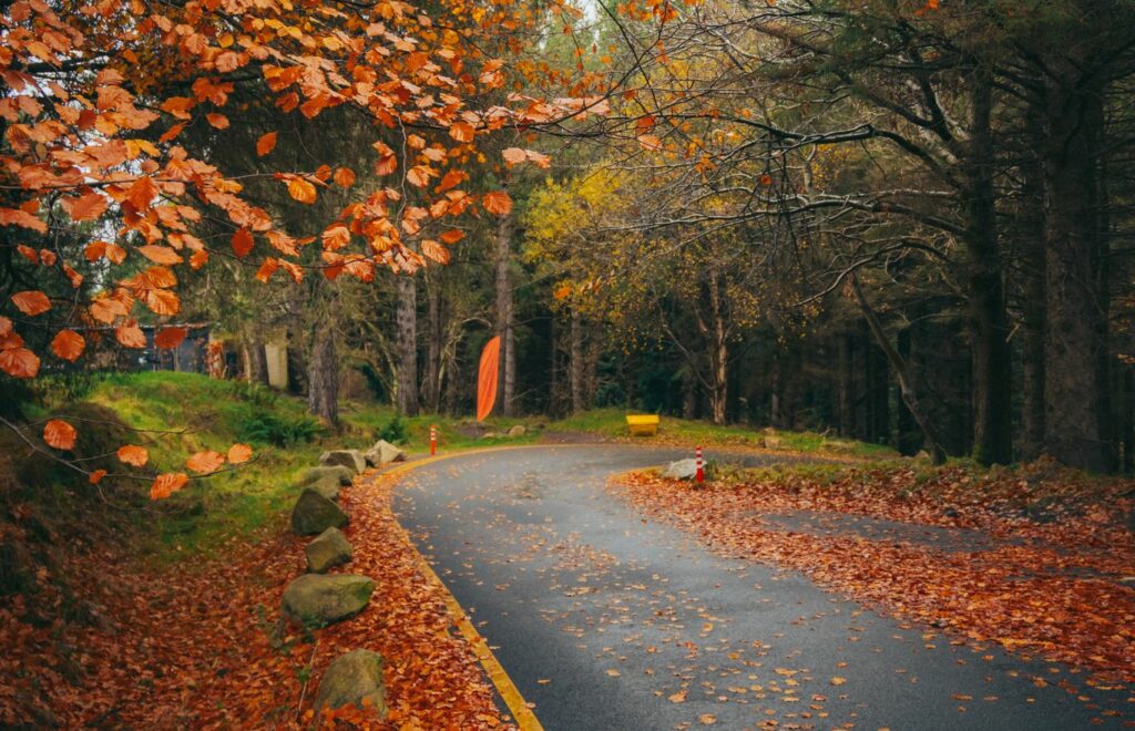 A peaceful forest road lined with vibrant orange autumn leaves and tall trees.
